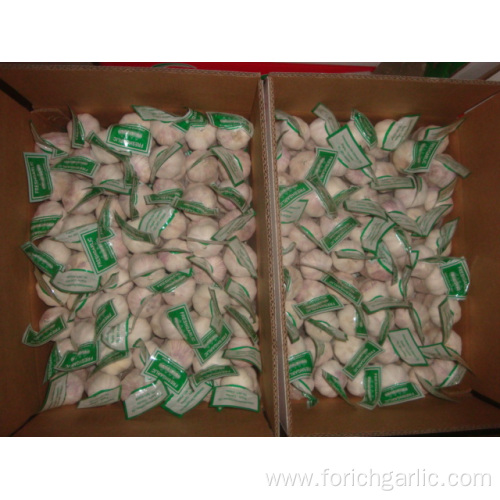 Normal Garlic packed 3pcs bag then 10kg carton